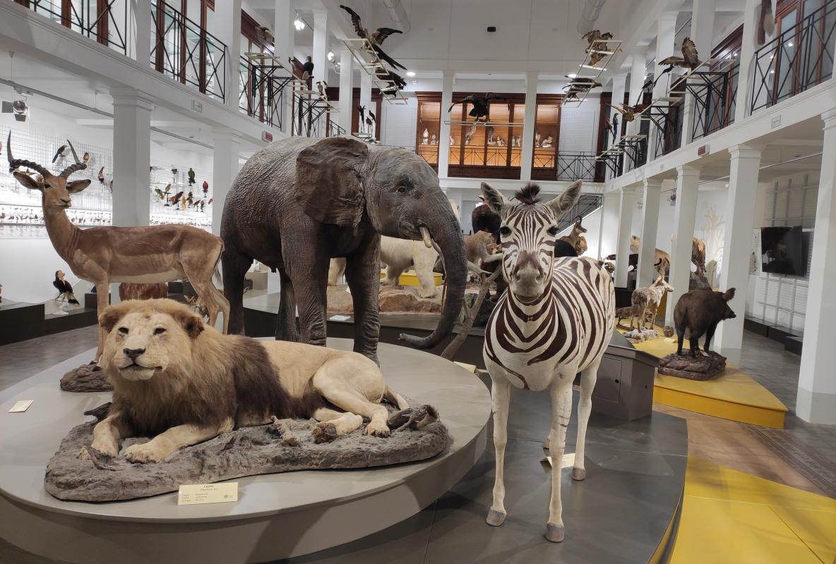 Home | Museo di Zoologia e Casa delle farfalle